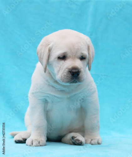 yellow labrador puppy portrait close up