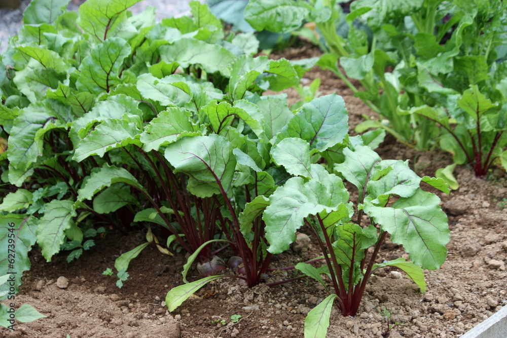 Rows of Beetroot Plants in a Vegetable Garden. Rows of Beetroot Plants in a Vegetable Garden.