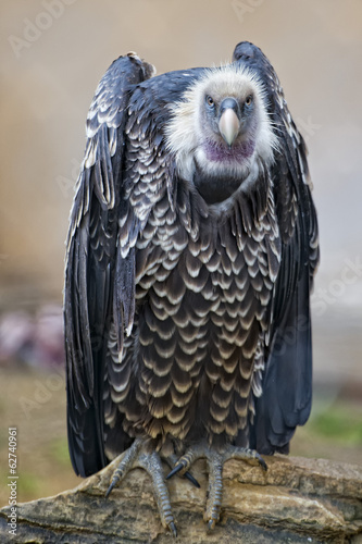 Isolated vulture, buzzard looking at you