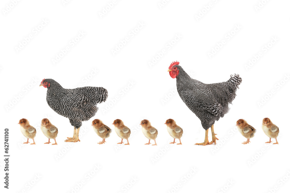 Fototapeta premium hen