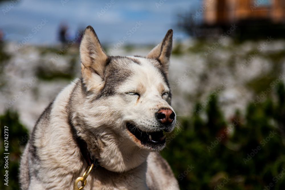 Laughing dog