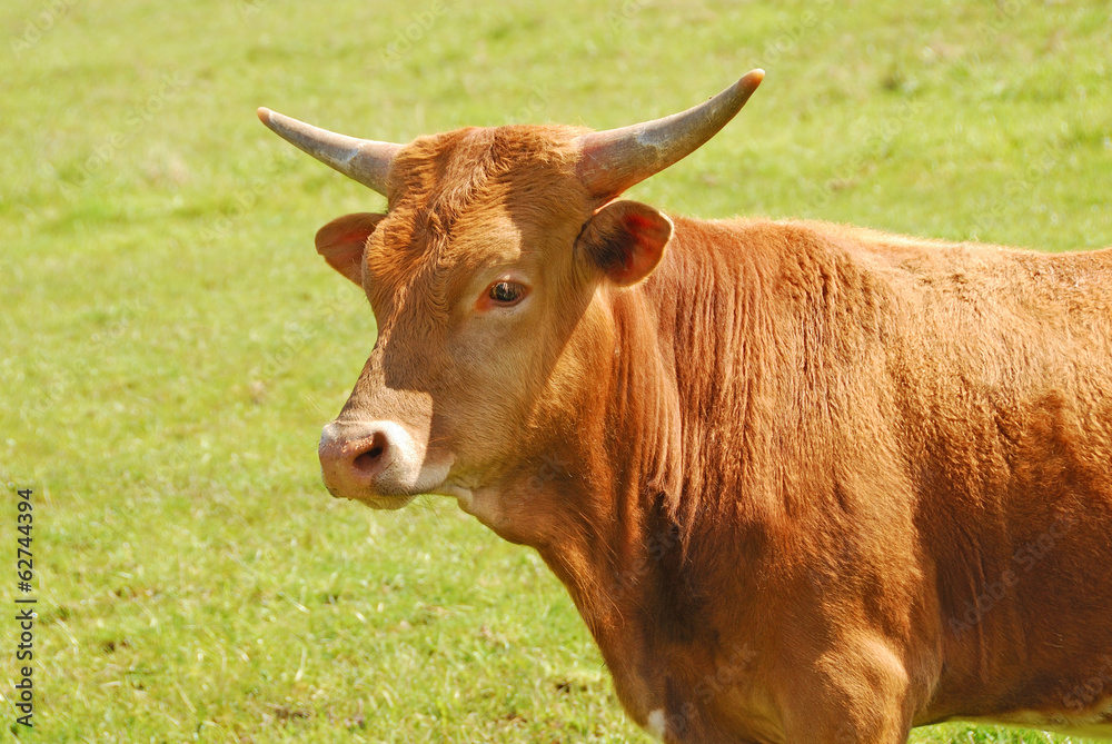 Texas Longhorn cattle in a field of green in the Umpqua Valley n Texas Longhorn cattle in a field of green in the Umpqua Valley n