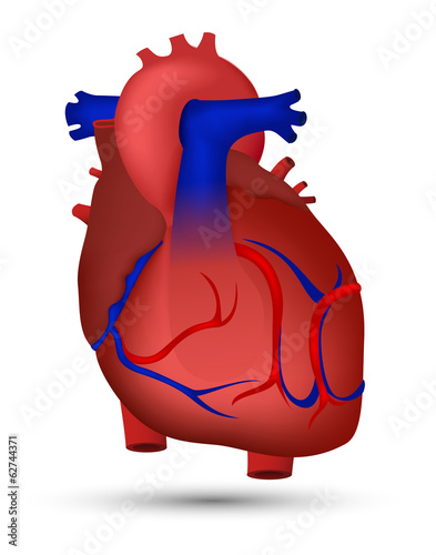 Heart Of Human