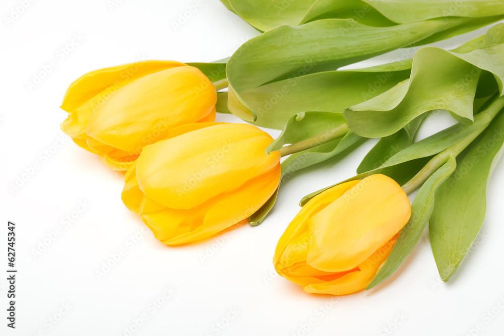 Obraz premium Yellow tulips