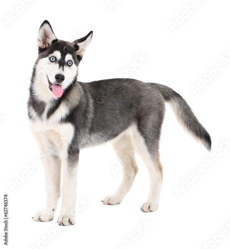 Beautiful cute husky puppy  isolated on white