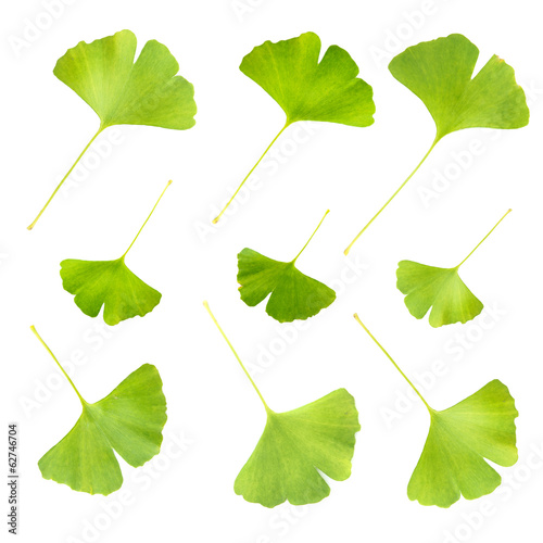 Collage of ginkgo biloba leaves isolated on white