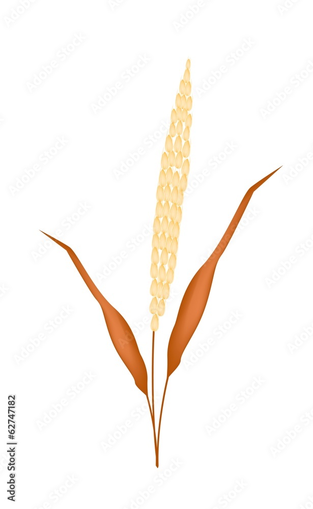 Golden Colors of Ripe Millet on White Background Stock Vector | Adobe Stock