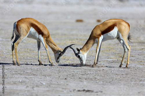 Springbok stand-off