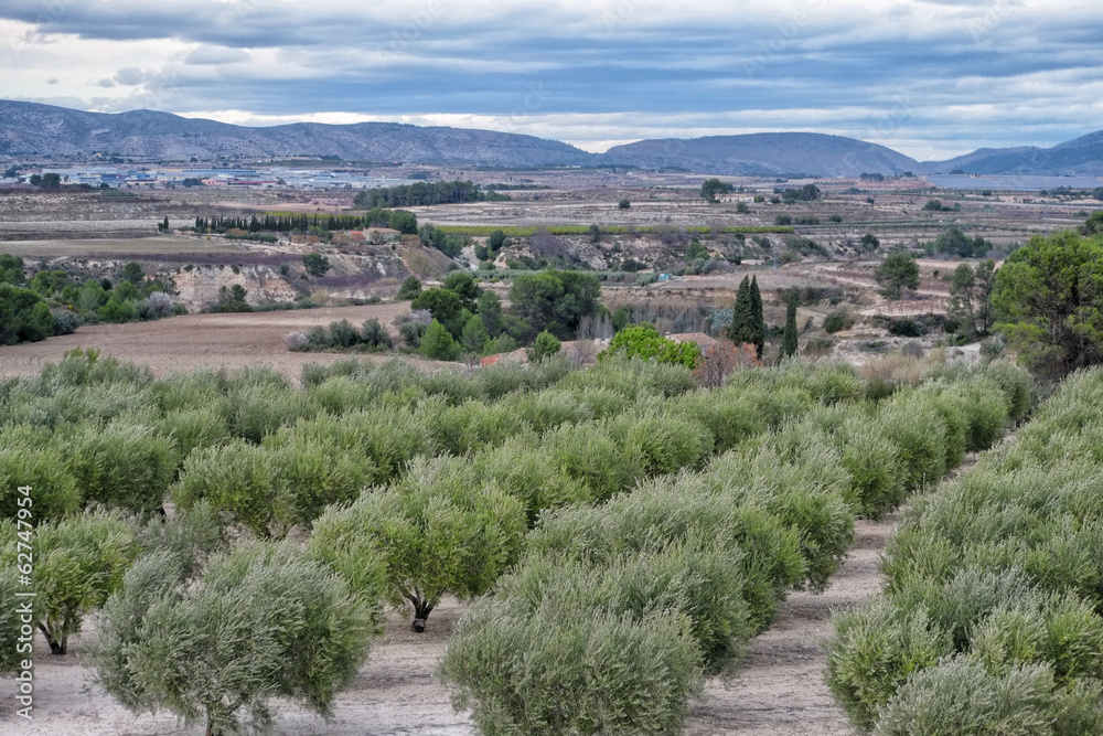 Olive trees at Valley