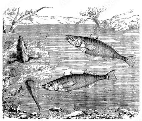 Canvastavla Fish : Stickleback - Epinoche - Stichlinge