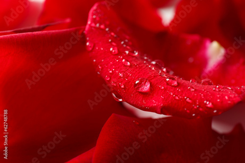 Beautiful red rose petals  close up