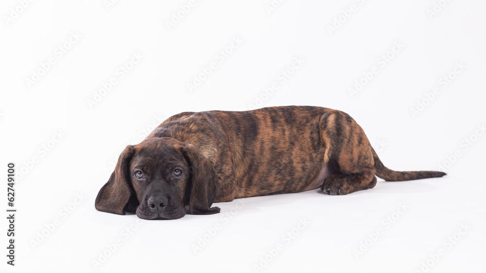Obraz premium Bavarian mountain hound