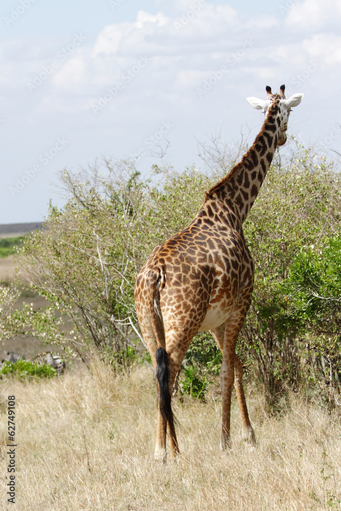 Obraz premium A beautiful Giraffe moving to the green bush