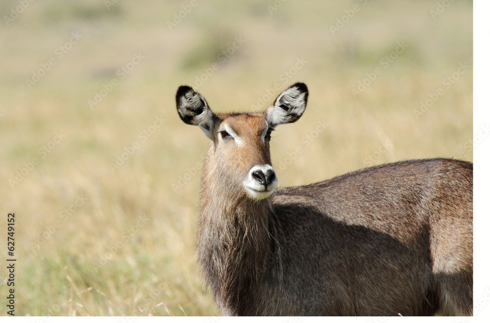 A closeup of a beautiful Waterbuck A closeup of a beautiful Waterbuck