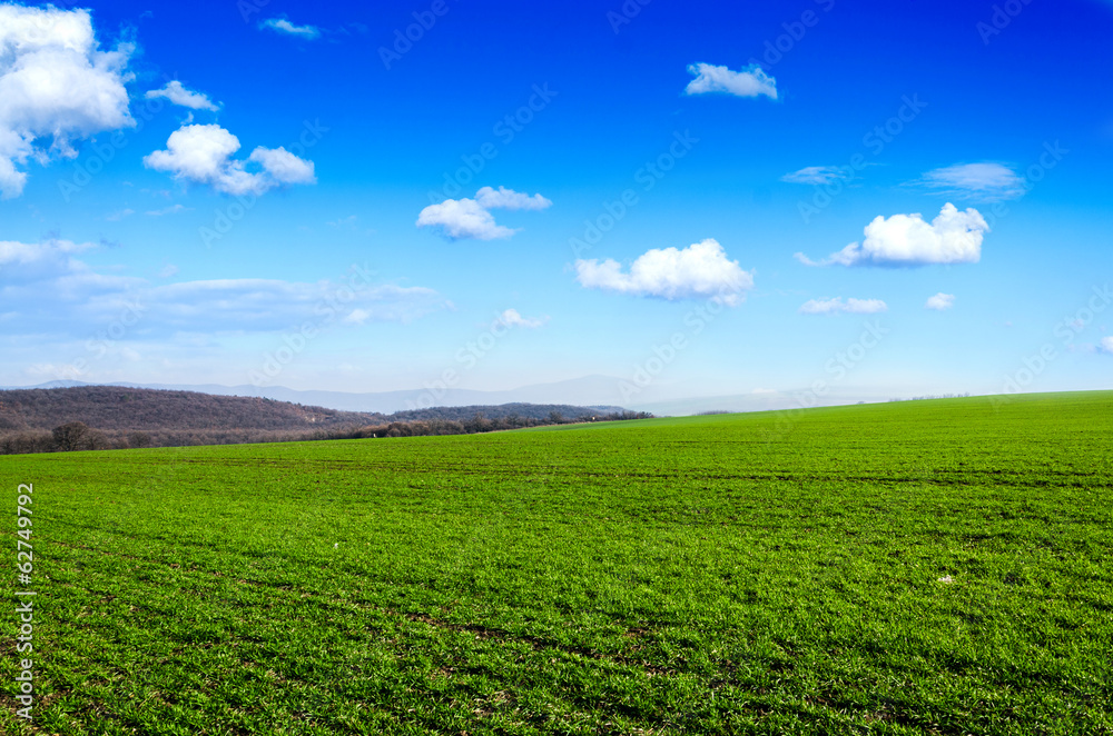 green field and blue sky