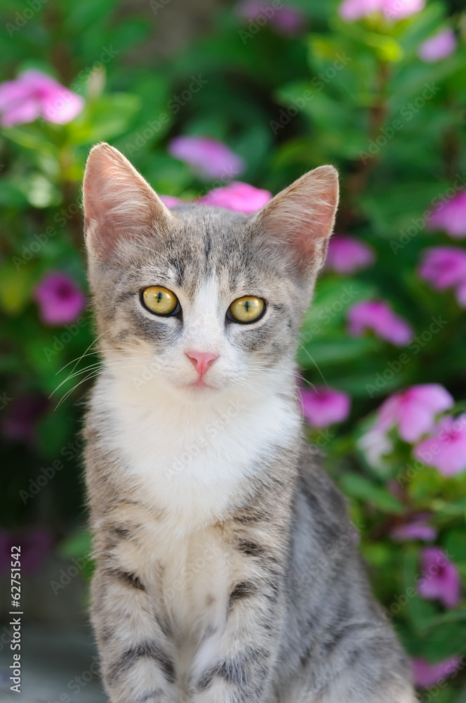 Junge Katze, blau tabby weiss, Porträt, Zypern