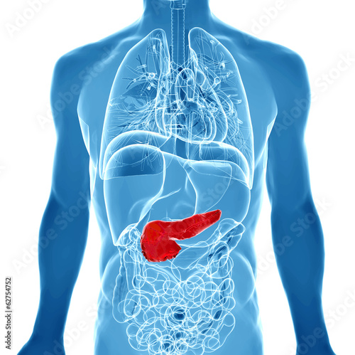 3d rendered illustration of the male pancreas photo