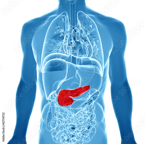 3d rendered illustration of the male pancreas