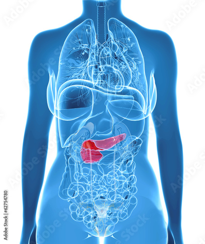 3d rendered illustration of the female pancreas
