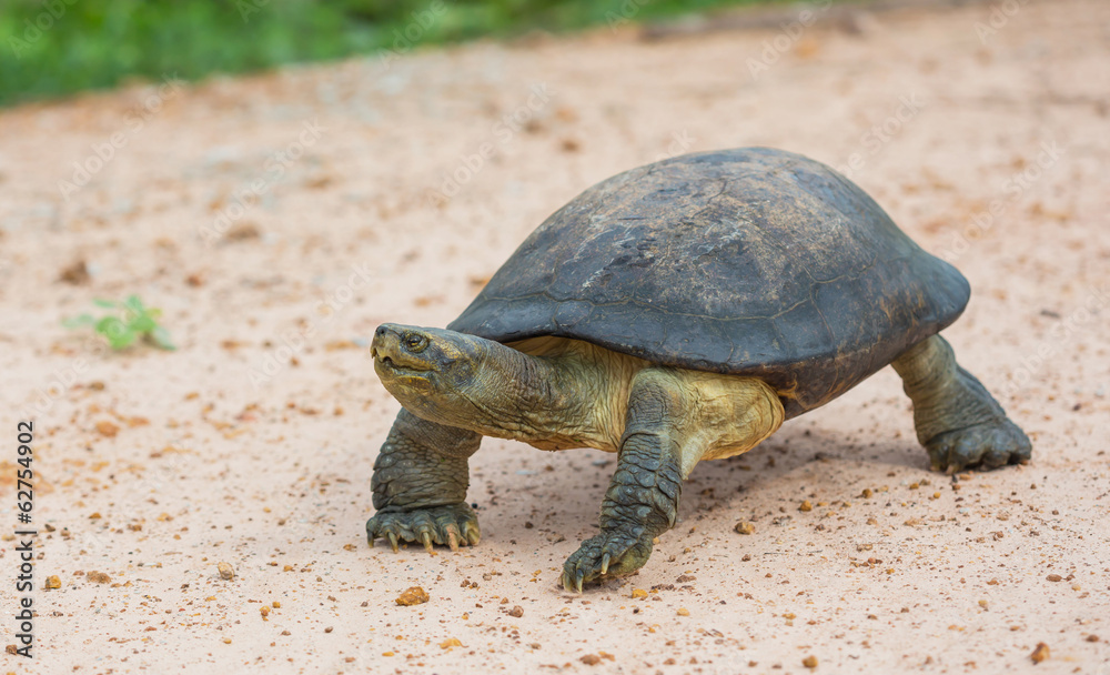 Turtle in nature,Thailand