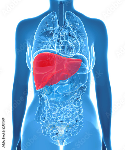 anatomy of human liver in x-ray view