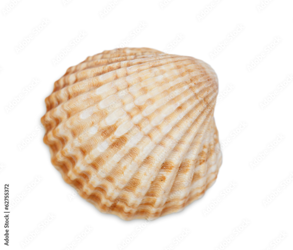 Scallop shell