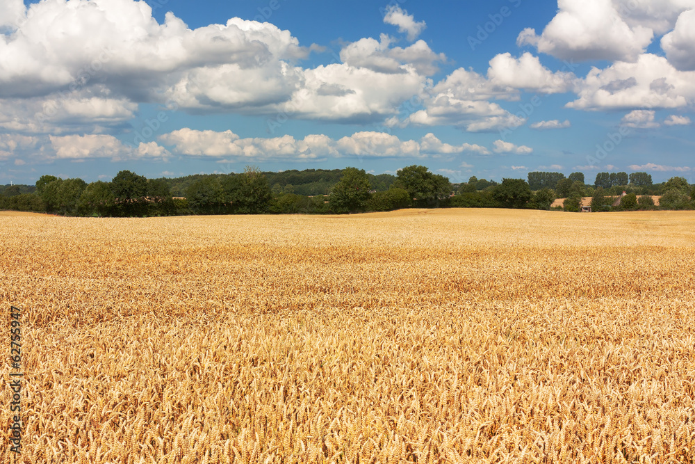 Fototapeta premium Weizenfeld mit blauem Himmel und Wolken in Schleswig-Holstein