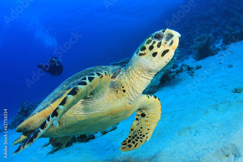 Sea Turtle and Scuba Diver © Richard Carey