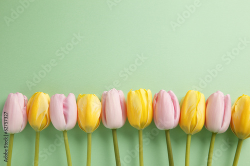 Fototapeta Naklejka Na Ścianę i Meble -  チューリップ