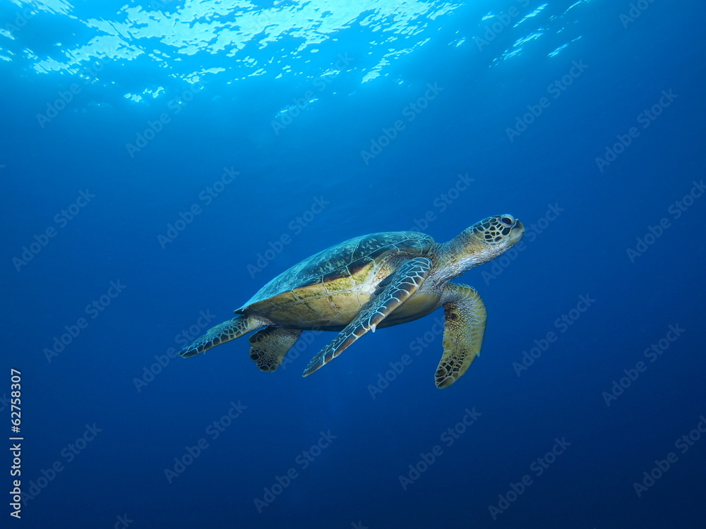 Obraz premium OLYMPUS DIGITAL CAMERA