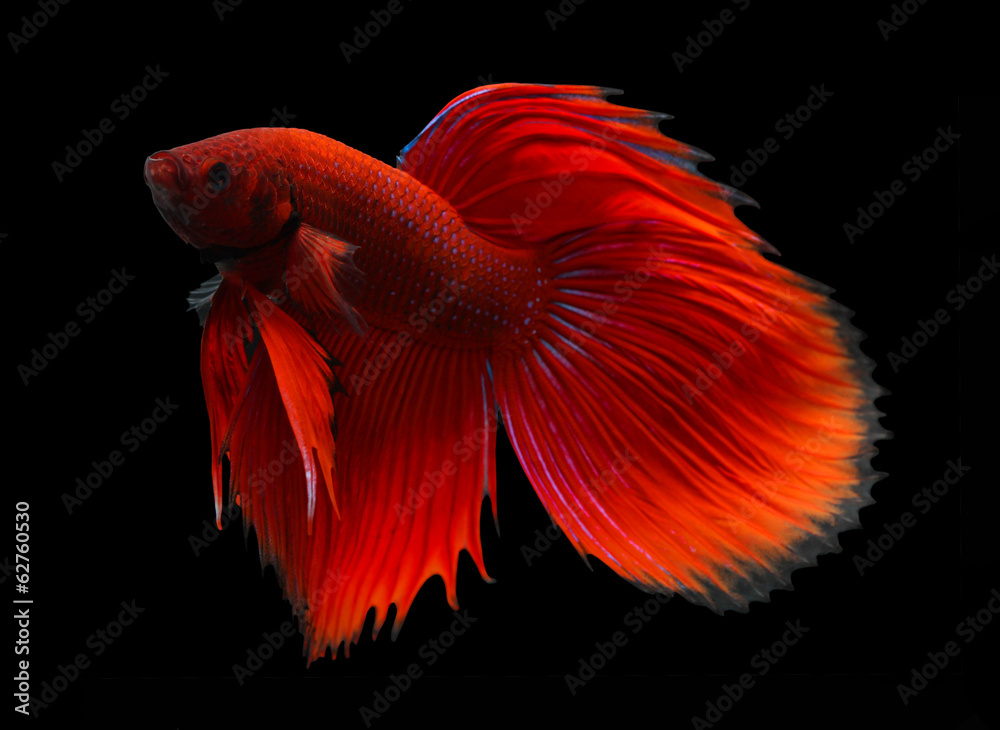 siamese fighting fish isolated on black background. siamese fighting fish isolated on black background.