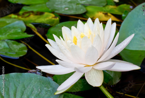 beautiful white water lily