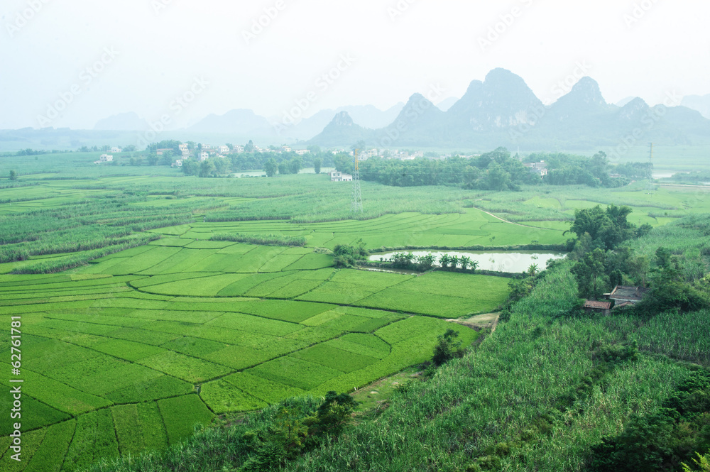 Green Terraced Rice with sugar cane Field in Guangxi