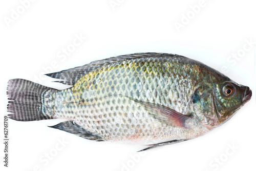 Tilapia on white background