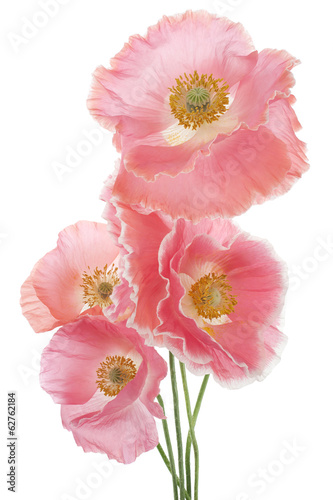 Fototapeta Naklejka Na Ścianę i Meble -  poppy