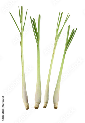 Fresh Lemongrass isolated.