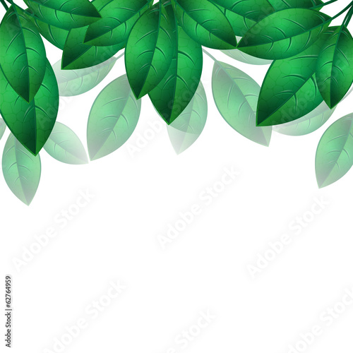 Green spring leaves isolated on white background