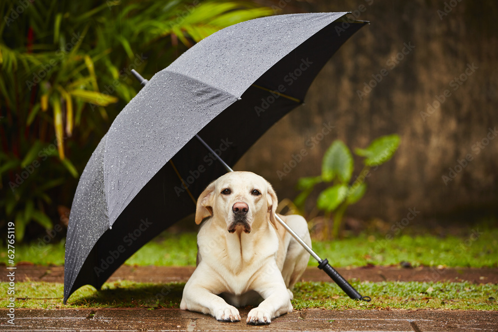 Dog in rain Stock Photo | Adobe Stock
