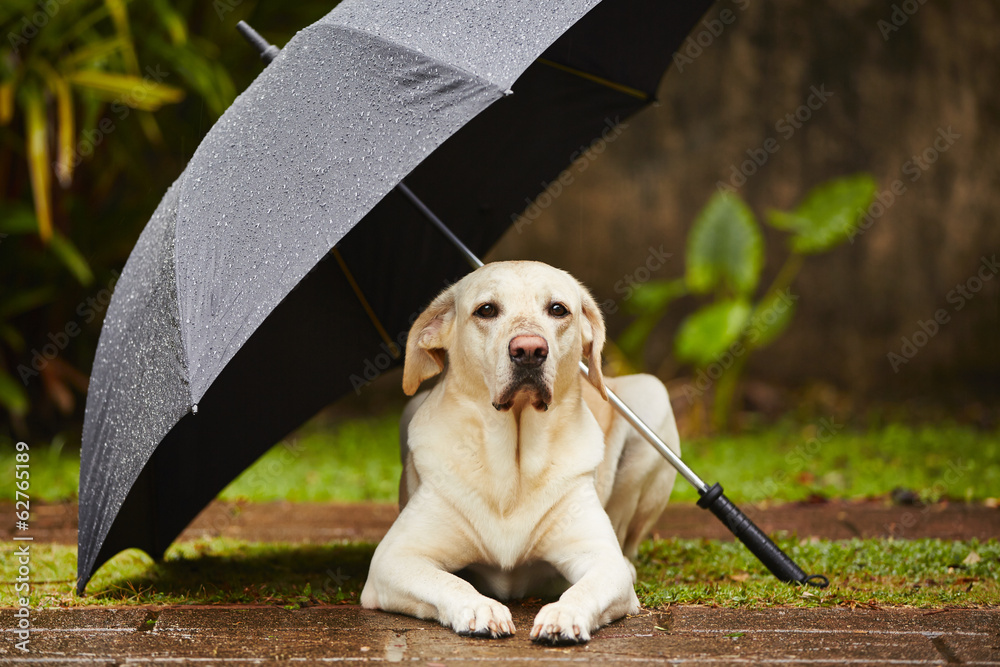 Fototapeta Dog in rain