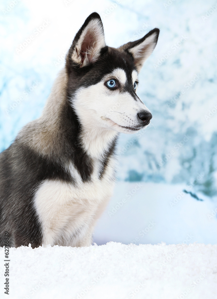 Beautiful cute husky puppy, on winter background