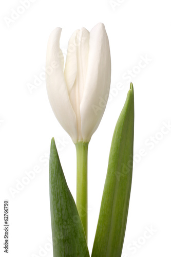 White tulip