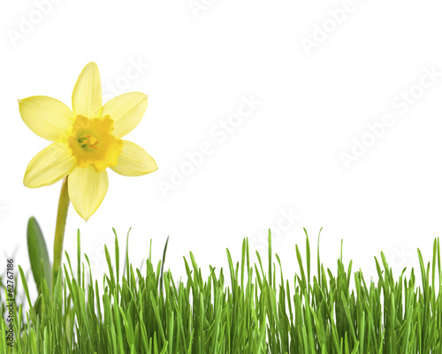 Daffodil flower or narcissus over white background