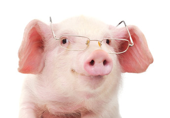 Portrait of a pig in glasses