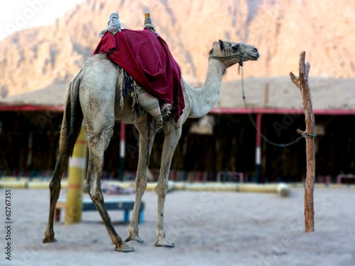 Kamel in Wüste von Ägypten