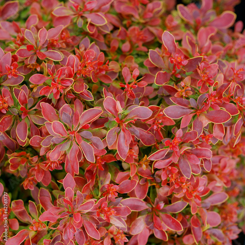 Berberis thunbergii Admiration