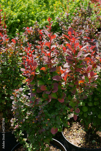 Berberis thunbergii Red Pillar