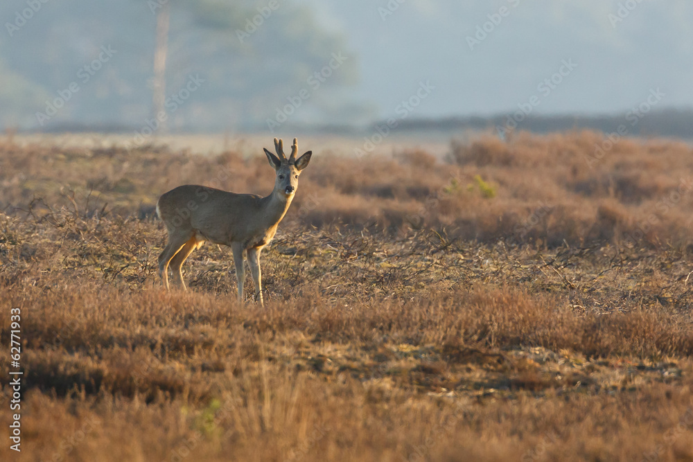 roe deer roe deer