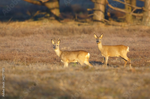 Fototapeta Naklejka Na Ścianę i Meble -  two roe deers om a field