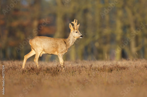 roe deer buck