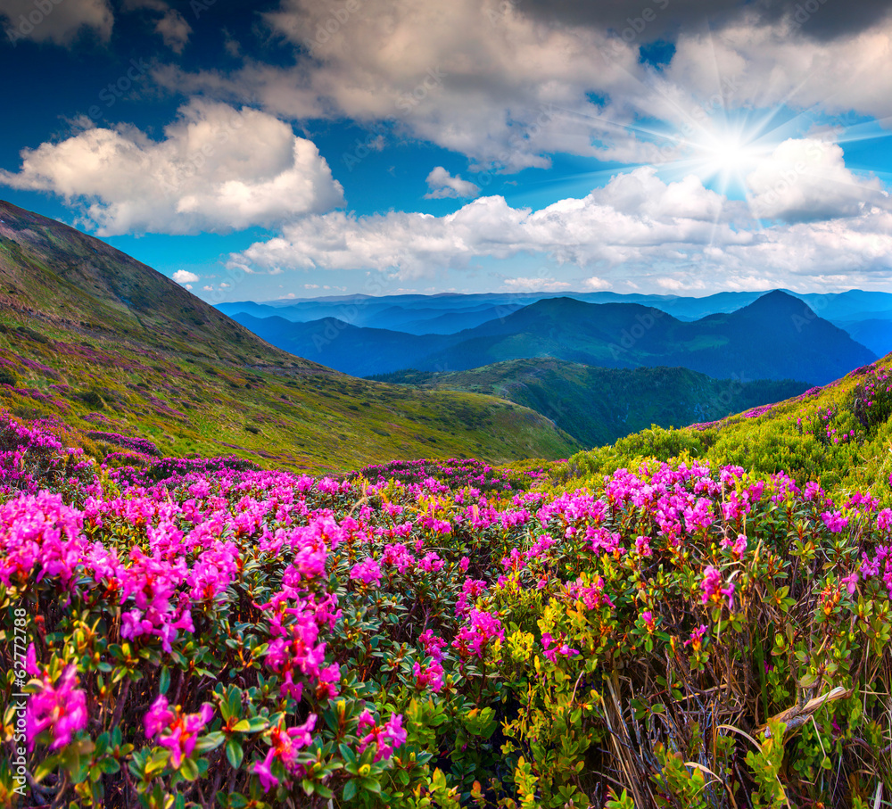 Magic pink rhododendron flowers on summer mountain Magic pink rhododendron flowers on summer mountain